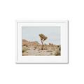 Picture of Dessert Tree _GroupedProduct_Rectangle_Landscape_Photography _GroupedProduct_Rectangle_Landscape_Framed_Matted_