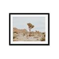 Picture of Dessert Tree _GroupedProduct_Rectangle_Landscape_Photography _GroupedProduct_Rectangle_Landscape_Framed_Matted_