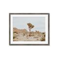 Picture of Dessert Tree _GroupedProduct_Rectangle_Landscape_Photography _GroupedProduct_Rectangle_Landscape_Framed_Matted_