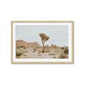 Picture of Dessert Tree _GroupedProduct_Rectangle_Landscape_Photography _GroupedProduct_Rectangle_Landscape_Framed_Matted_