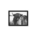 Picture of Bull in the Grass _GroupedProduct_Rectangle_Landscape_Photography _GroupedProduct_Rectangle_Landscape_Framed_Matted_
