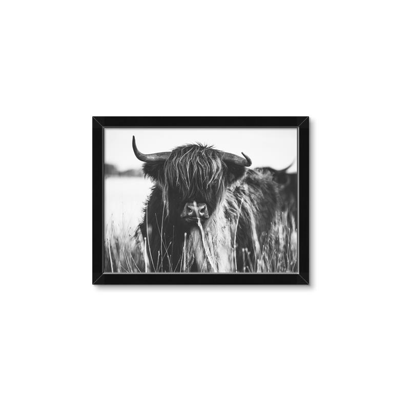 Picture of Bull in the Grass _GroupedProduct_Rectangle_Landscape_Photography _GroupedProduct_Rectangle_Landscape_Framed_Matted_