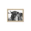 Picture of Bull in the Grass _GroupedProduct_Rectangle_Landscape_Photography _GroupedProduct_Rectangle_Landscape_Framed_Matted_