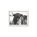 Picture of Bull in the Grass _GroupedProduct_Rectangle_Landscape_Photography _GroupedProduct_Rectangle_Landscape_Framed_Matted_