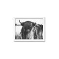 Picture of Bull in the Grass _GroupedProduct_Rectangle_Landscape_Photography _GroupedProduct_Rectangle_Landscape_Framed_Matted_