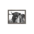 Picture of Bull in the Grass _GroupedProduct_Rectangle_Landscape_Photography _GroupedProduct_Rectangle_Landscape_Framed_Matted_