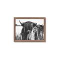 Picture of Bull in the Grass _GroupedProduct_Rectangle_Landscape_Photography _GroupedProduct_Rectangle_Landscape_Framed_Matted_