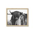 Picture of Bull in the Grass _GroupedProduct_Rectangle_Landscape_Photography _GroupedProduct_Rectangle_Landscape_Framed_Matted_