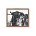 Picture of Bull in the Grass _GroupedProduct_Rectangle_Landscape_Photography _GroupedProduct_Rectangle_Landscape_Framed_Matted_
