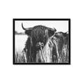 Picture of Bull in the Grass _GroupedProduct_Rectangle_Landscape_Photography _GroupedProduct_Rectangle_Landscape_Framed_Matted_