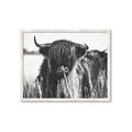 Picture of Bull in the Grass _GroupedProduct_Rectangle_Landscape_Photography _GroupedProduct_Rectangle_Landscape_Framed_Matted_