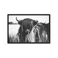 Picture of Bull in the Grass _GroupedProduct_Rectangle_Landscape_Photography _GroupedProduct_Rectangle_Landscape_Framed_Matted_