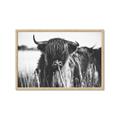Picture of Bull in the Grass _GroupedProduct_Rectangle_Landscape_Photography _GroupedProduct_Rectangle_Landscape_Framed_Matted_