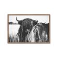 Picture of Bull in the Grass _GroupedProduct_Rectangle_Landscape_Photography _GroupedProduct_Rectangle_Landscape_Framed_Matted_