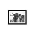 Picture of Bull in the Grass _GroupedProduct_Rectangle_Landscape_Photography _GroupedProduct_Rectangle_Landscape_Framed_Matted_