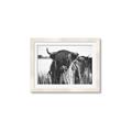 Picture of Bull in the Grass _GroupedProduct_Rectangle_Landscape_Photography _GroupedProduct_Rectangle_Landscape_Framed_Matted_