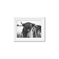 Picture of Bull in the Grass _GroupedProduct_Rectangle_Landscape_Photography _GroupedProduct_Rectangle_Landscape_Framed_Matted_