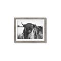 Picture of Bull in the Grass _GroupedProduct_Rectangle_Landscape_Photography _GroupedProduct_Rectangle_Landscape_Framed_Matted_
