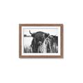 Picture of Bull in the Grass _GroupedProduct_Rectangle_Landscape_Photography _GroupedProduct_Rectangle_Landscape_Framed_Matted_