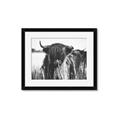 Picture of Bull in the Grass _GroupedProduct_Rectangle_Landscape_Photography _GroupedProduct_Rectangle_Landscape_Framed_Matted_