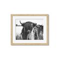 Picture of Bull in the Grass _GroupedProduct_Rectangle_Landscape_Photography _GroupedProduct_Rectangle_Landscape_Framed_Matted_