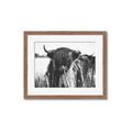 Picture of Bull in the Grass _GroupedProduct_Rectangle_Landscape_Photography _GroupedProduct_Rectangle_Landscape_Framed_Matted_