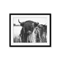 Picture of Bull in the Grass _GroupedProduct_Rectangle_Landscape_Photography _GroupedProduct_Rectangle_Landscape_Framed_Matted_