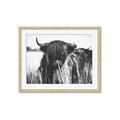 Picture of Bull in the Grass _GroupedProduct_Rectangle_Landscape_Photography _GroupedProduct_Rectangle_Landscape_Framed_Matted_
