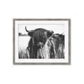 Picture of Bull in the Grass _GroupedProduct_Rectangle_Landscape_Photography _GroupedProduct_Rectangle_Landscape_Framed_Matted_
