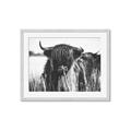 Picture of Bull in the Grass _GroupedProduct_Rectangle_Landscape_Photography _GroupedProduct_Rectangle_Landscape_Framed_Matted_