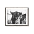 Picture of Bull in the Grass _GroupedProduct_Rectangle_Landscape_Photography _GroupedProduct_Rectangle_Landscape_Framed_Matted_