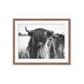 Picture of Bull in the Grass _GroupedProduct_Rectangle_Landscape_Photography _GroupedProduct_Rectangle_Landscape_Framed_Matted_
