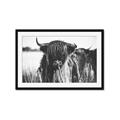 Picture of Bull in the Grass _GroupedProduct_Rectangle_Landscape_Photography _GroupedProduct_Rectangle_Landscape_Framed_Matted_