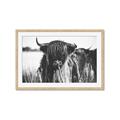 Picture of Bull in the Grass _GroupedProduct_Rectangle_Landscape_Photography _GroupedProduct_Rectangle_Landscape_Framed_Matted_