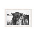 Picture of Bull in the Grass _GroupedProduct_Rectangle_Landscape_Photography _GroupedProduct_Rectangle_Landscape_Framed_Matted_