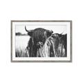 Picture of Bull in the Grass _GroupedProduct_Rectangle_Landscape_Photography _GroupedProduct_Rectangle_Landscape_Framed_Matted_