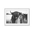 Picture of Bull in the Grass _GroupedProduct_Rectangle_Landscape_Photography _GroupedProduct_Rectangle_Landscape_Framed_Matted_
