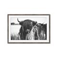 Picture of Bull in the Grass _GroupedProduct_Rectangle_Landscape_Photography _GroupedProduct_Rectangle_Landscape_Framed_Matted_