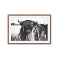 Picture of Bull in the Grass _GroupedProduct_Rectangle_Landscape_Photography _GroupedProduct_Rectangle_Landscape_Framed_Matted_