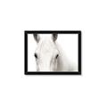 Picture of White horse _GroupedProduct_Rectangle_Landscape_Photography _GroupedProduct_Rectangle_Landscape_Framed_Matted_