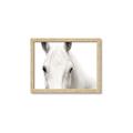 Picture of White horse _GroupedProduct_Rectangle_Landscape_Photography _GroupedProduct_Rectangle_Landscape_Framed_Matted_