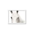 Picture of White horse _GroupedProduct_Rectangle_Landscape_Photography _GroupedProduct_Rectangle_Landscape_Framed_Matted_