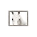 Picture of White horse _GroupedProduct_Rectangle_Landscape_Photography _GroupedProduct_Rectangle_Landscape_Framed_Matted_