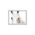 Picture of White horse _GroupedProduct_Rectangle_Landscape_Photography _GroupedProduct_Rectangle_Landscape_Framed_Matted_