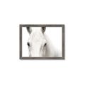 Picture of White horse _GroupedProduct_Rectangle_Landscape_Photography _GroupedProduct_Rectangle_Landscape_Framed_Matted_