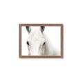 Picture of White horse _GroupedProduct_Rectangle_Landscape_Photography _GroupedProduct_Rectangle_Landscape_Framed_Matted_