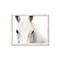 Picture of White horse _GroupedProduct_Rectangle_Landscape_Photography _GroupedProduct_Rectangle_Landscape_Framed_Matted_