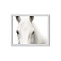 Picture of White horse _GroupedProduct_Rectangle_Landscape_Photography _GroupedProduct_Rectangle_Landscape_Framed_Matted_