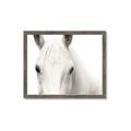 Picture of White horse _GroupedProduct_Rectangle_Landscape_Photography _GroupedProduct_Rectangle_Landscape_Framed_Matted_