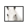 Picture of White horse _GroupedProduct_Rectangle_Landscape_Photography _GroupedProduct_Rectangle_Landscape_Framed_Matted_